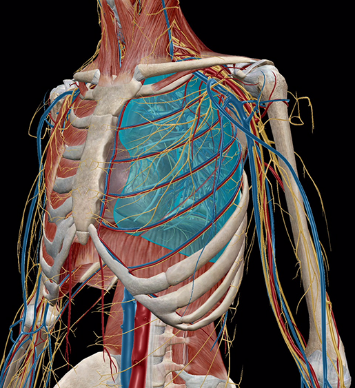 anatomy-and-physiology-the-relationships-of-the-respiratory-system